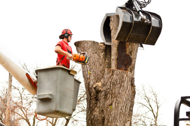 How Our Tree Care Process Works  in  Rugby, ND